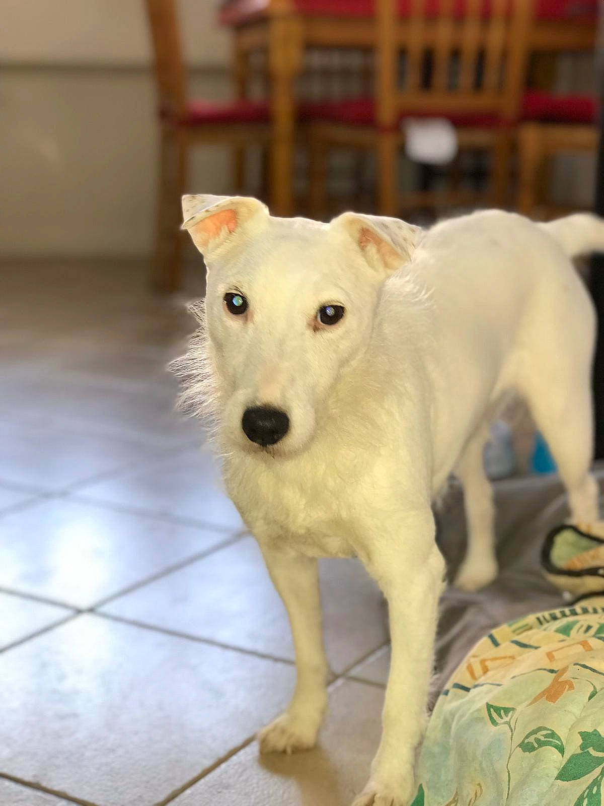 Hippie a rejoint le concours — aidez-le/la à gagner de superbes lots ! canidae, carnivore, companion_dog, dog, dog_breed, fawn, mammal, puppy, rare_breed_dog, snout, sporting_group, street_dog, vertebrate