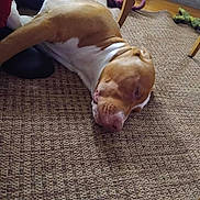 Paco participe au concours pour gagner de l'argent avec cette photo : dog, sleeping, brown_and_white, large_dog, pet, indoor, woven_rug, carpet, floor, toy, rope_toy, plush_toy, chair_leg, home_interior, relaxed, muzzle, snout, ear, human_sock, cozy