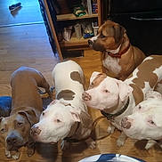 Charlotte is registered to the contest to win money with this photo: dog, dogs, indoor, wood_floor, kitchen, brown, white, spotted, collar, pet, animal, group, looking_up, floor, furniture, appliance, shoe, leash, curious, domestic