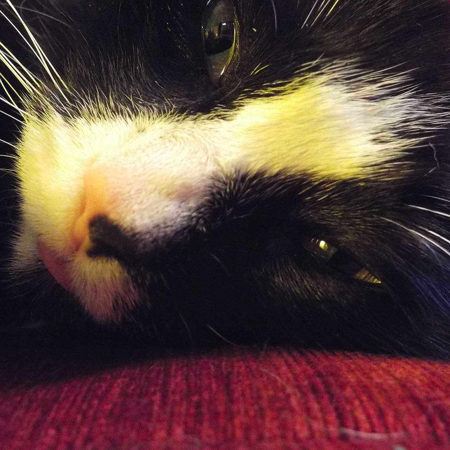 Muffin joined the competition — help win amazing prizes!