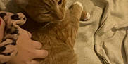 Tiger is registered to the contest to win money with this photo: cat, ginger_cat, pet, hand, blanket, indoor, cozy, resting, fur, animal, soft, domestic, feline, comfort, bed, touch, relaxing, warm, cute, companion