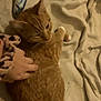 cat, ginger_cat, pet, hand, blanket, indoor, cozy, resting, fur, animal, soft, domestic, feline, comfort, bed, touch, relaxing, warm, cute, companion