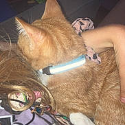 Tiger is registered to the contest to win money with this photo: cat, ginger_cat, collar, person, arm, lap, tshirt, graphic_tshirt, anime, indoors, cozy, pet, fur, hand, casual, relaxing, closeup, orange_cat, animal, human