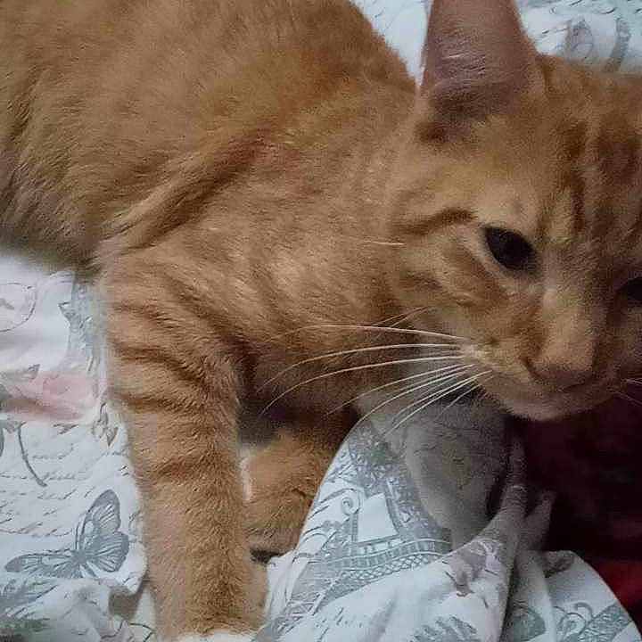 Tiger is registered to the contest to win money with this photo: animal, bedspread, blanket, cat, close_up, cozy, domestic_animal, feline, fur, ginger_cat, indoor, paw, pet, relaxed, resting, sleepy, soft_lighting, striped, tabby, whiskers