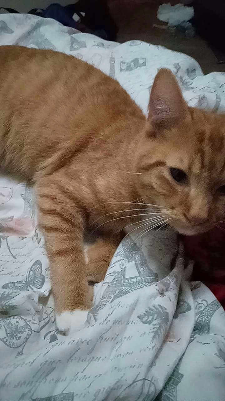 Tiger is registered to the contest to win money with this photo: cat, ginger_cat, tabby, pet, animal, bedspread, indoor, close_up, whiskers, fur, paw, relaxed, domestic_animal, feline, striped, resting, cozy, blanket, soft_lighting, sleepy