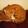 Tiger is registered to the contest to win money with this photo: cat, orange_tabby, sleeping, curled_up, pet, collar, indoor, feline, resting, brown_surface, quiet, cute, animal, domestic_cat, peaceful, fur, whiskers, close_up, relaxation, cozy