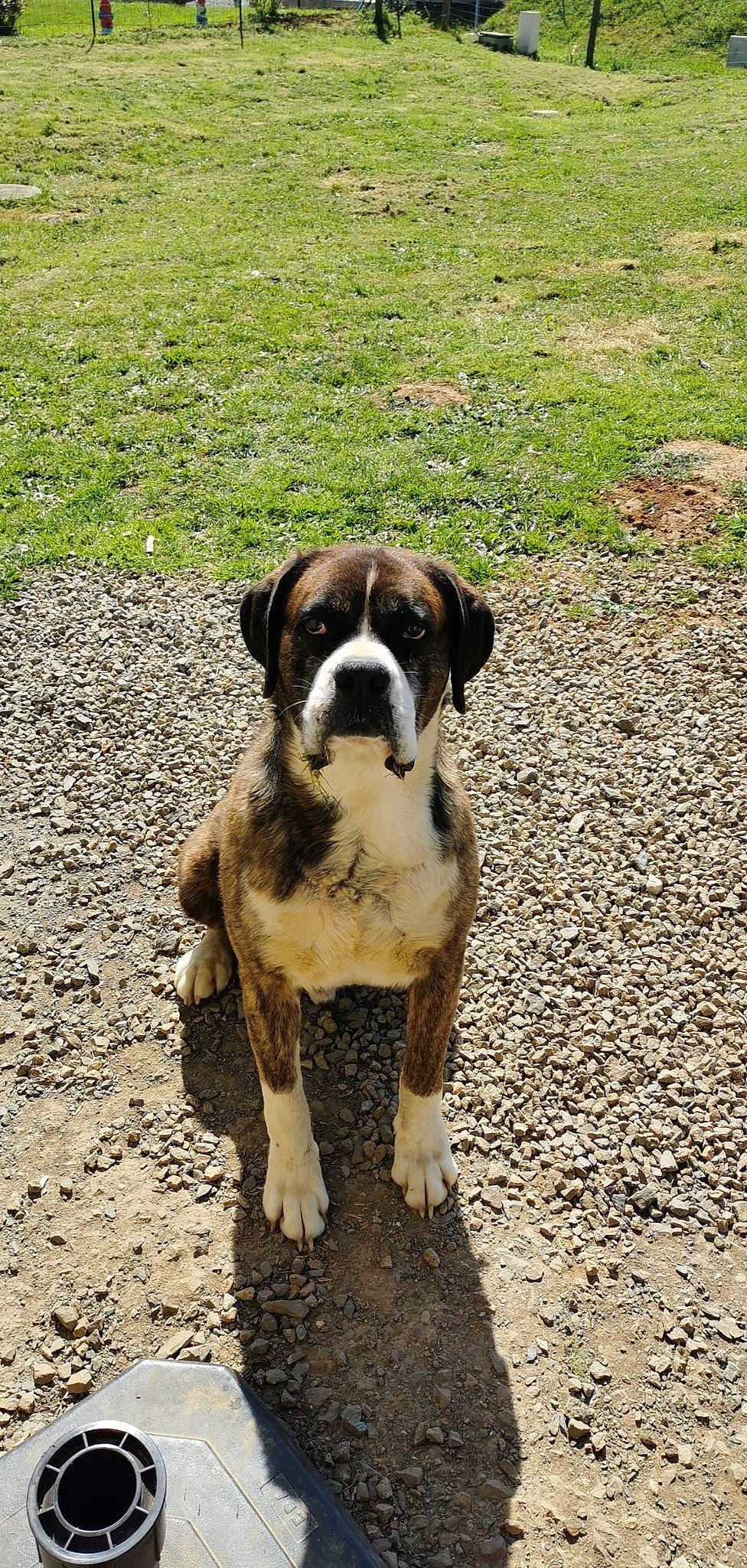 Ginkyo participe au concours pour gagner de l'argent avec cette photo : american_bulldog, boerboel, boxer, canidae, carnivore, dog, dog_breed, fawn, mammal, molosser, olde_english_bulldogge, rafeiro_do_alentejo, rare_breed_dog, sporting_group, valley_bulldog, vertebrate