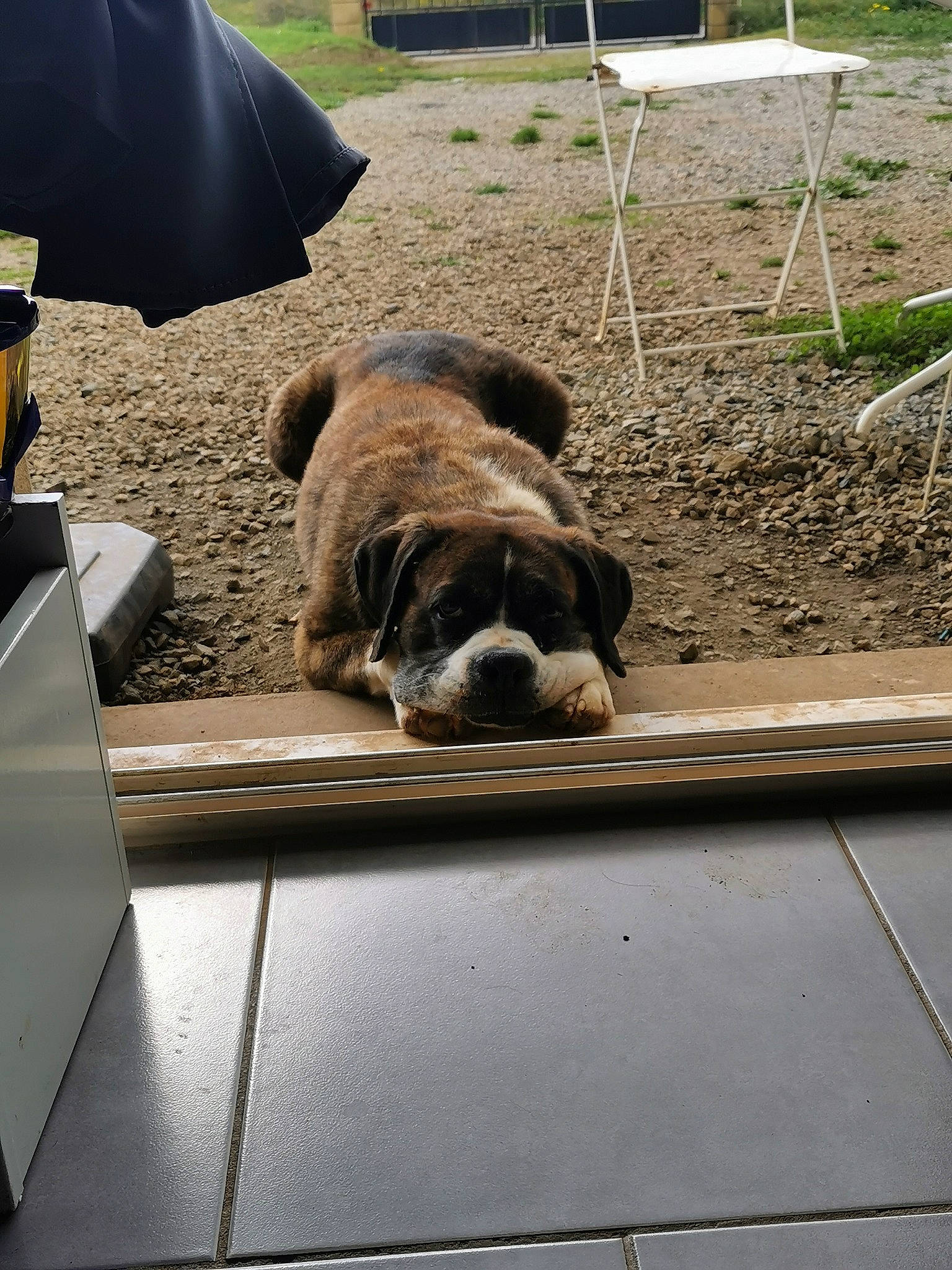 Ginkyo participe au concours pour gagner de l'argent avec cette photo : american_bulldog, bulldog, canidae, carnivore, dog, dog_breed, fawn, non_sporting_group, old_english_bulldog, olde_english_bulldogge, pug, snout, sporting_group