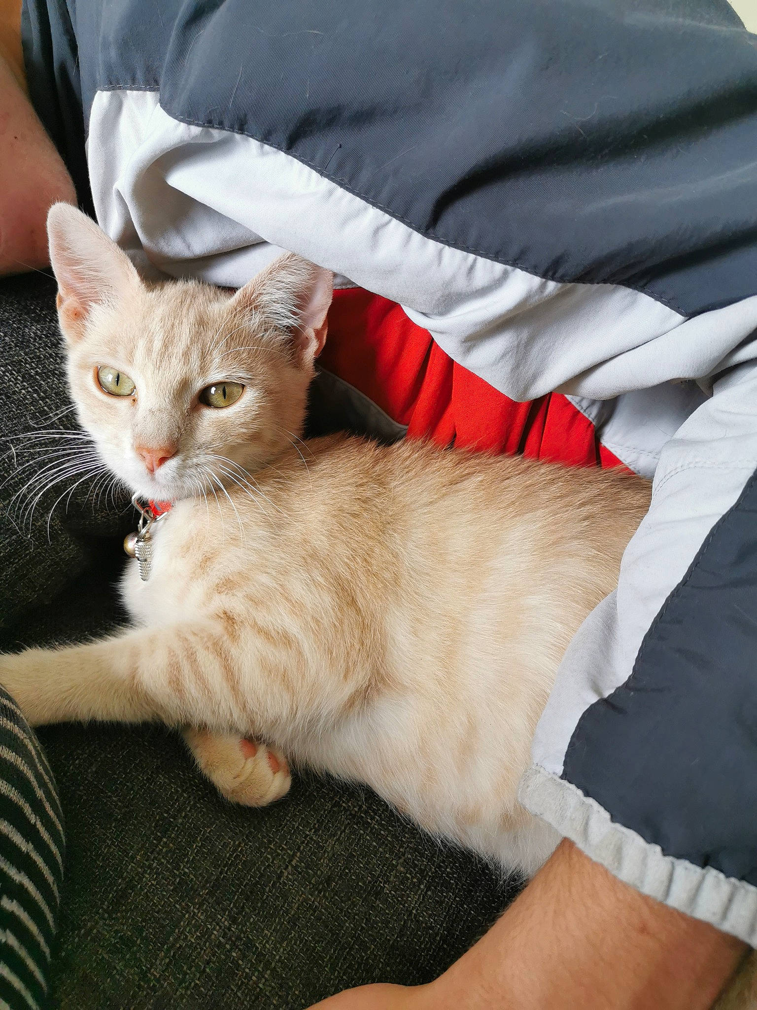 Totoche a rejoint le concours — aidez-le/la à gagner de superbes lots ! asian, australian_mist, burmilla, carnivore, cat, claw, domestic_short_haired_cat, european_shorthair, fawn, felidae, german_rex, kitten, leg, mammal, small_to_medium_sized_cats, whiskers