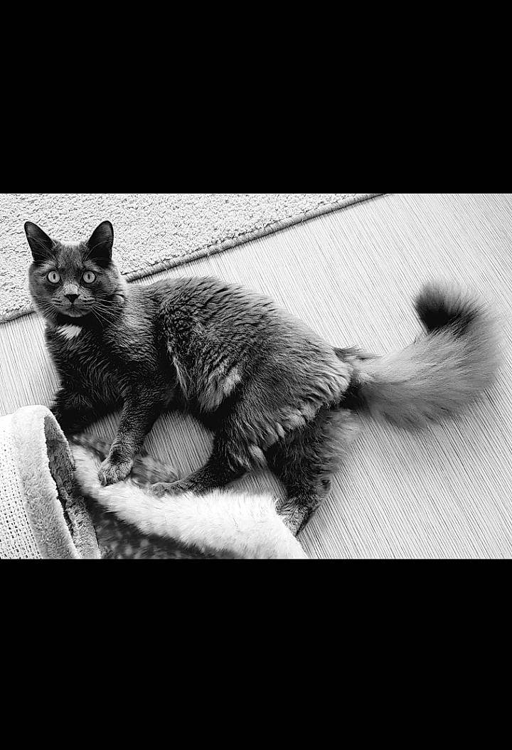 Orphée a rejoint le concours — aidez-le/la à gagner de superbes lots ! black_and_white, carnivore, cat, domestic_short_haired_cat, felidae, font, fur, grey, monochrome, monochrome_photography, organism, photo_caption, small_to_medium_sized_cats, snout, still_life_photography, stock_photography, style, tail, terrestrial_animal, whiskers