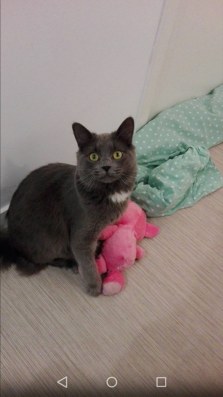 Orphée a rejoint le concours — aidez-le/la à gagner de superbes lots ! carnivore, cat, cat_supply, comfort, domestic_short_haired_cat, fawn, felidae, flooring, fur, grey, russian_blue, sitting, small_to_medium_sized_cats, snout, tail, whiskers, window