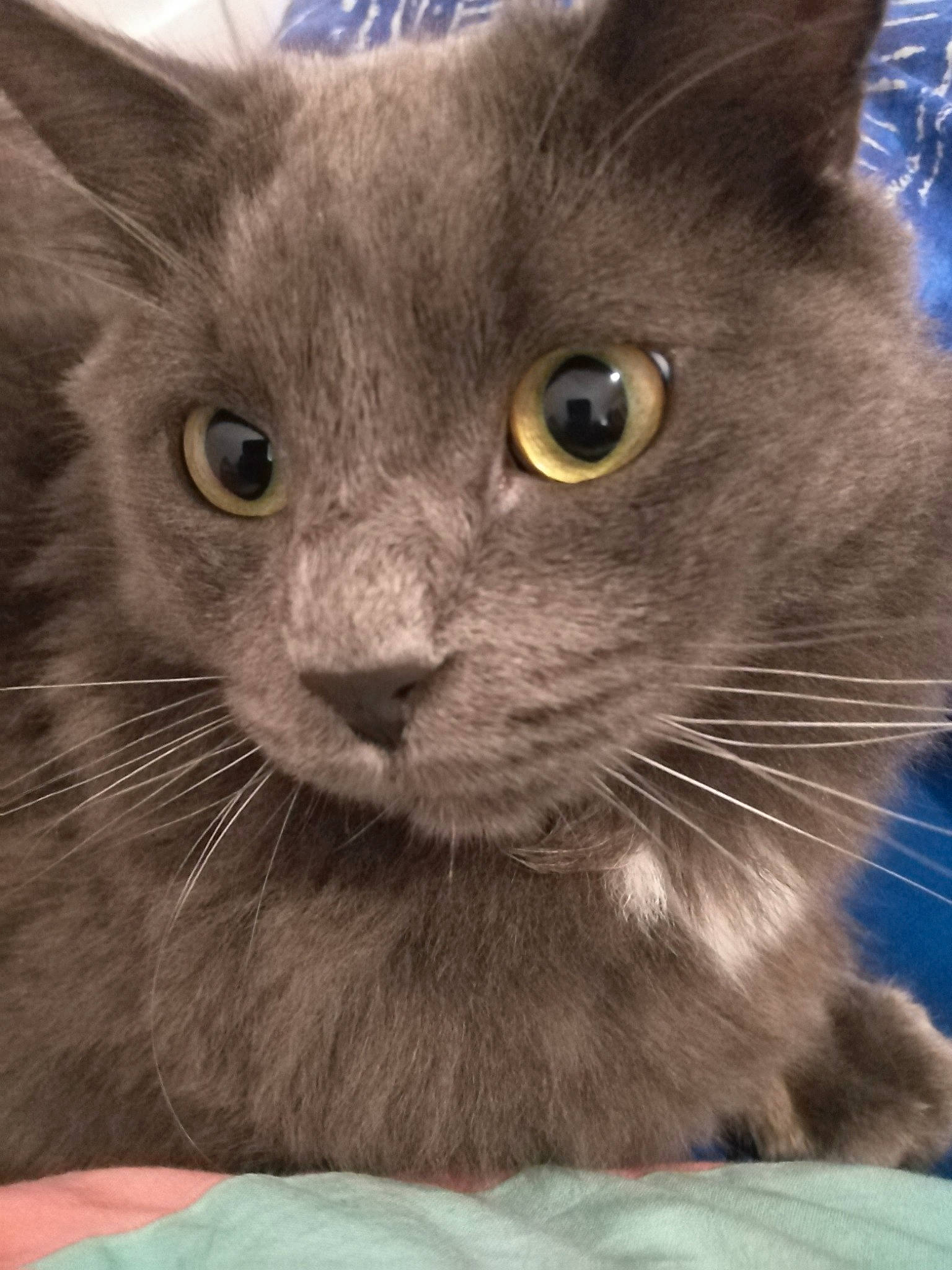 Orphée participe au concours pour gagner de l'argent avec cette photo : blue, carnivore, cat, close_up, comfort, domestic_short_haired_cat, electric_blue, felidae, fur, small_to_medium_sized_cats, snout, terrestrial_animal, whiskers