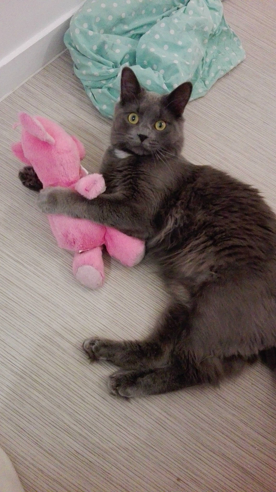 Orphée participe au concours pour gagner de l'argent avec cette photo : black_cat, carnivore, cat, cat_supply, cat_toy, claw, comfort, domestic_short_haired_cat, felidae, fur, grey, paw, russian_blue, sitting, small_to_medium_sized_cats, tail, whiskers, window