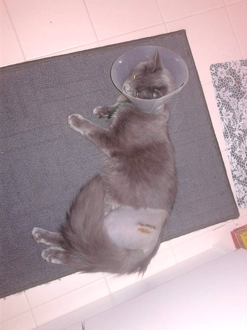 Orphée a rejoint le concours — aidez-le/la à gagner de superbes lots ! art, canidae, carnivore, cat, dog_breed, domestic_short_haired_cat, fawn, felidae, flooring, fur, grey, paw, rectangle, small_to_medium_sized_cats, snout, sporting_group, tail, whiskers, window, wood