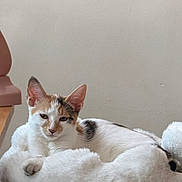 Juliet is registered to the contest to win money with this photo: cat, calico_cat, pet, animal, indoor, cat_bed, cat_tree, fluffy, relaxed, resting, white, brown, black, feline, cute, cozy, fur, ears, paw, home