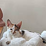 cat, calico_cat, pet, animal, indoor, cat_bed, cat_tree, fluffy, relaxed, resting, white, brown, black, feline, cute, cozy, fur, ears, paw, home