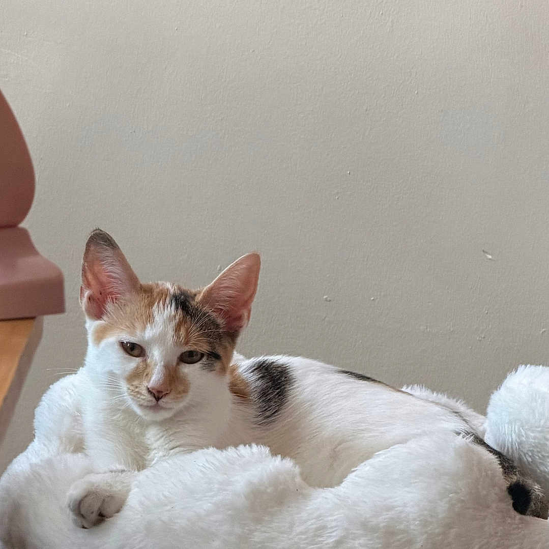 Juliet is registered to the contest to win money with this photo: cat, calico_cat, pet, animal, indoor, cat_bed, cat_tree, fluffy, relaxed, resting, white, brown, black, feline, cute, cozy, fur, ears, paw, home