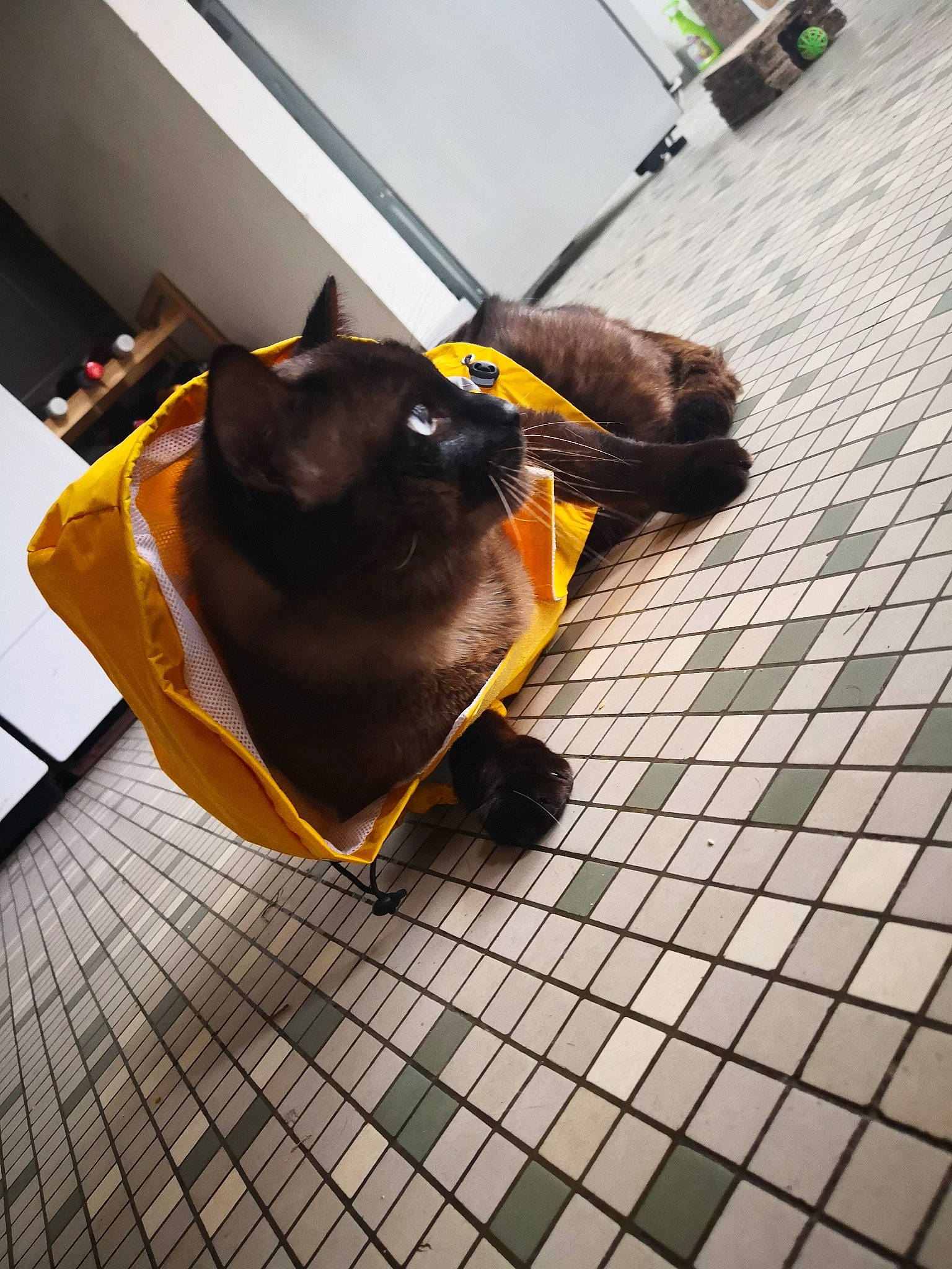 Crapules participe au concours pour gagner de l'argent avec cette photo : black_cat, cat, felidae, floor, flooring, small_to_medium_sized_cats, snout, yellow