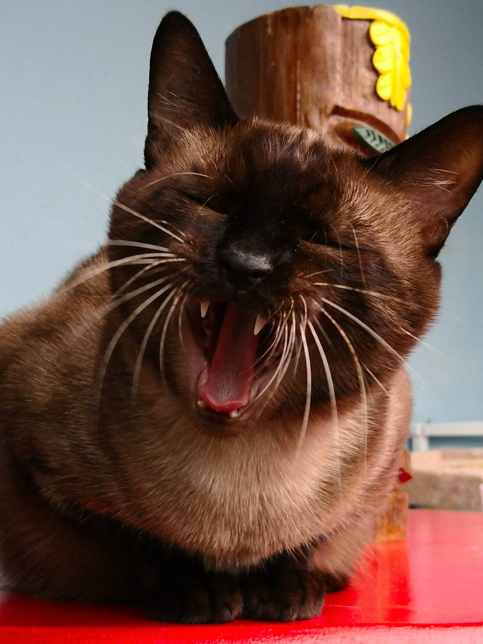 Crapules a rejoint le concours — aidez-le/la à gagner de superbes lots ! asian, burmese, carnivore, cat, facial_expression, felidae, korat, mammal, mouth, photo_caption, siamese, small_to_medium_sized_cats, snout, thai, tonkinese, whiskers, yawn
