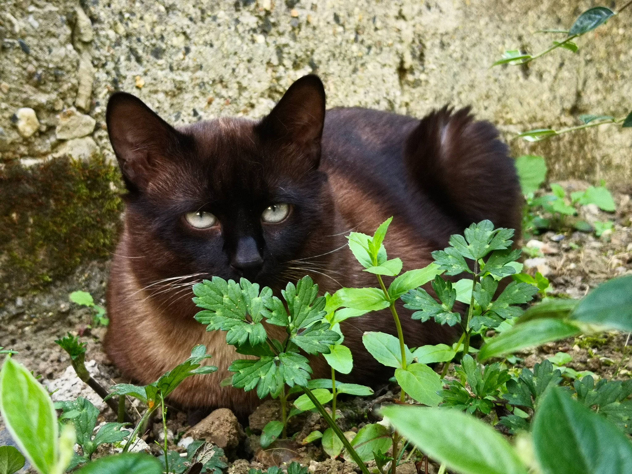 Crapules participe au concours pour gagner de l'argent avec cette photo : asian, black_cat, bombay, burmese, carnivore, cat, domestic_short_haired_cat, fawn, felidae, german_rex, grass, havana_brown, nebelung, plant, small_to_medium_sized_cats, whiskers