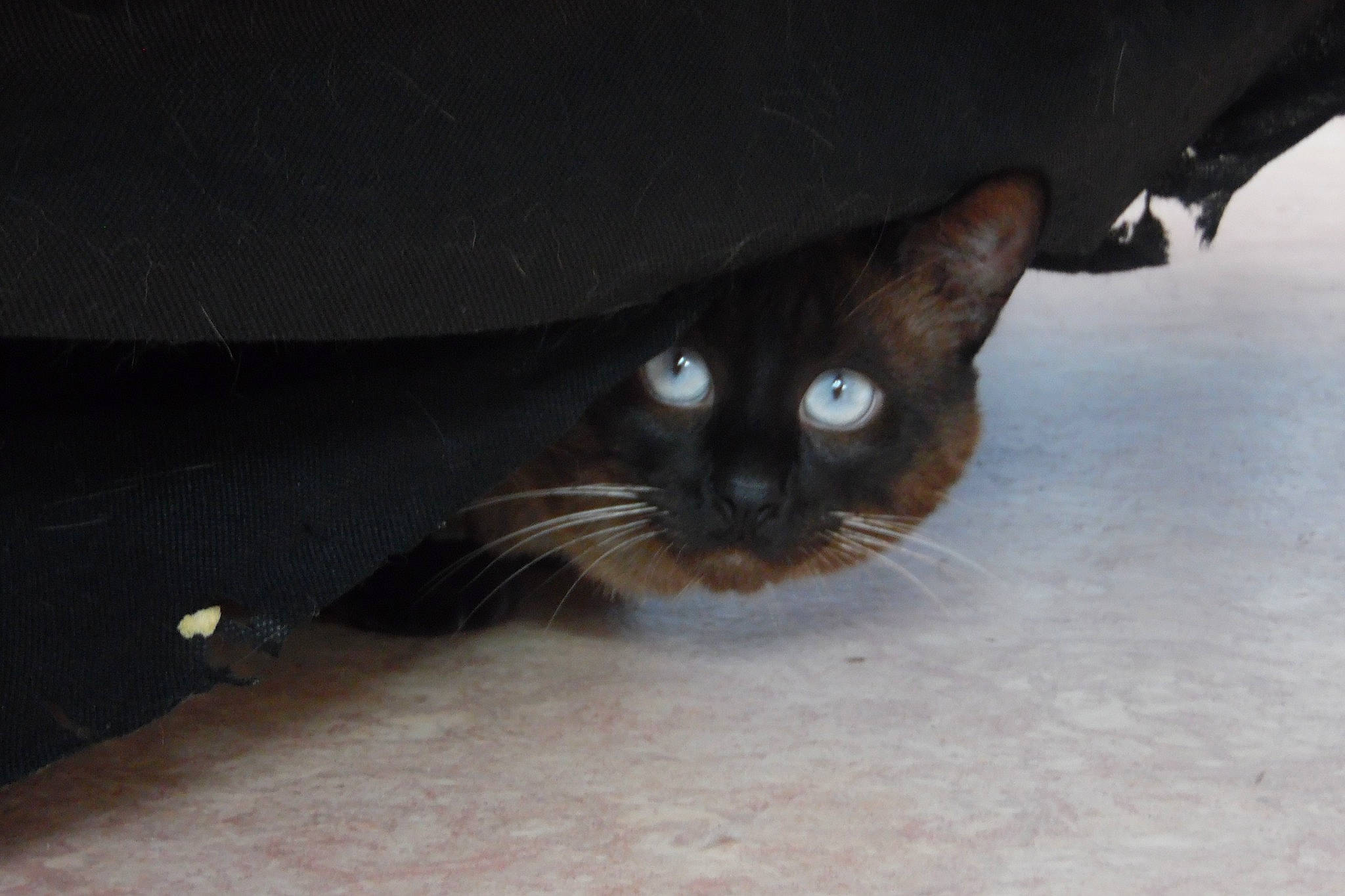 Crapule participe au concours pour gagner de l'argent avec cette photo : asian, black_cat, burmese, carnivore, cat, domestic_short_haired_cat, eye, felidae, fur, havana_brown, kitten, ojos_azules, small_to_medium_sized_cats, snout, whiskers