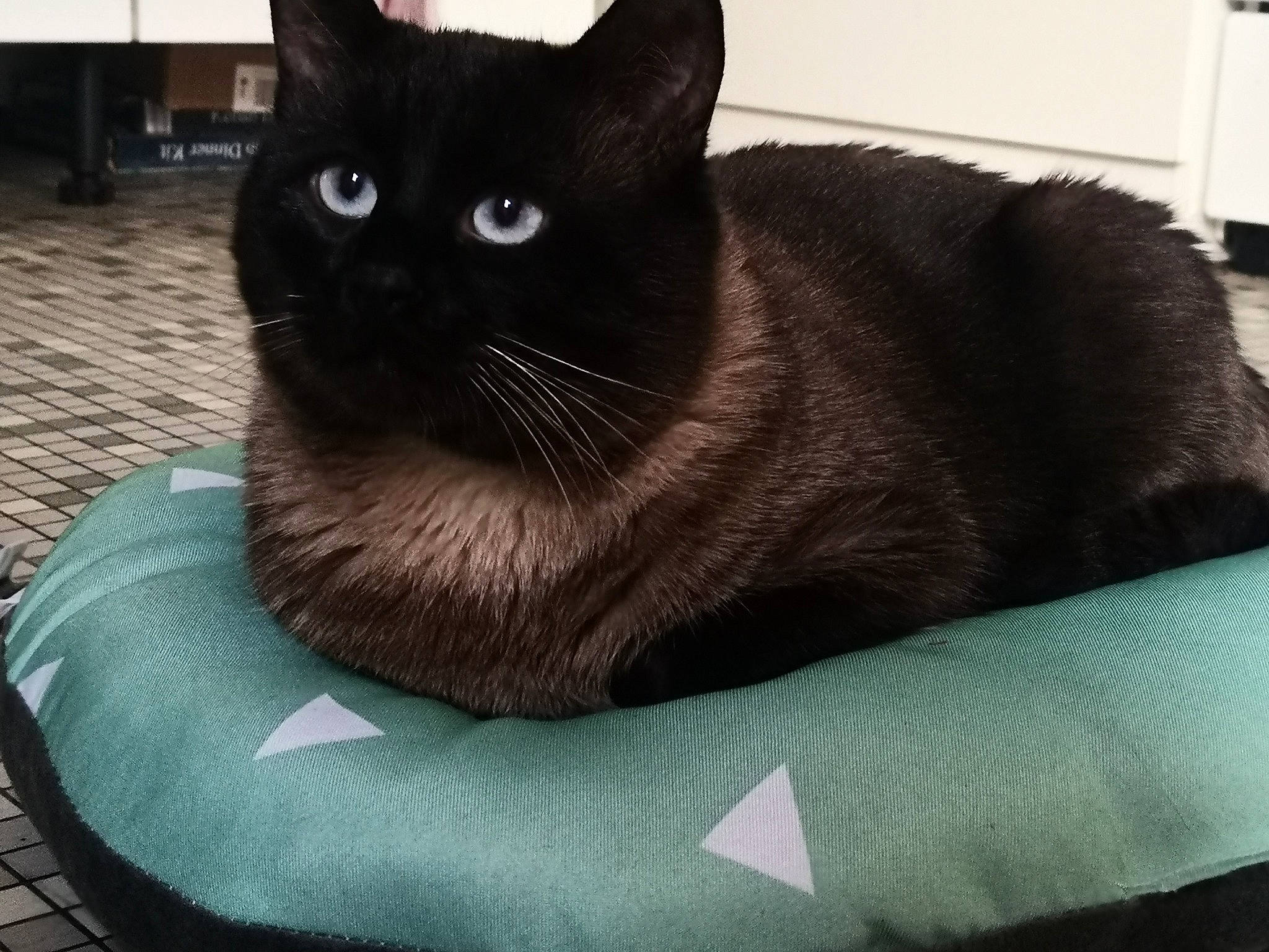 Crapule participe au concours pour gagner de l'argent avec cette photo : asian, black, black_cat, bombay, british_shorthair, burmese, carnivore, cat, chartreux, domestic_short_haired_cat, felidae, korat, mammal, russian_blue, small_to_medium_sized_cats, snout, thai, tonkinese, vertebrate, whiskers