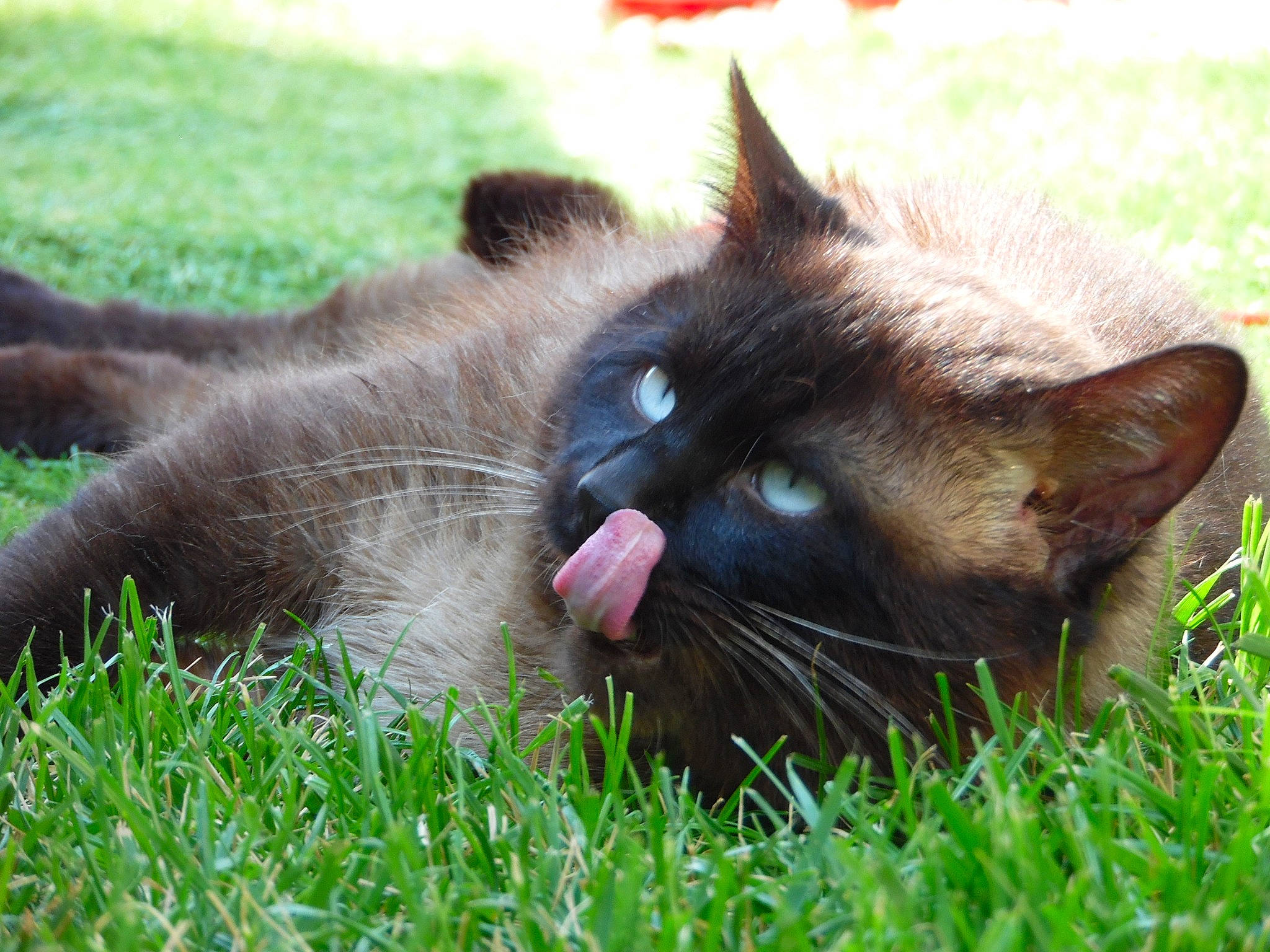 Crapule a rejoint le concours — aidez-le/la à gagner de superbes lots ! asian, black_cat, burmese, carnivore, cat, domestic_short_haired_cat, felidae, grass, havana_brown, mammal, nebelung, plant, small_to_medium_sized_cats, snout, tonkinese, vertebrate, whiskers