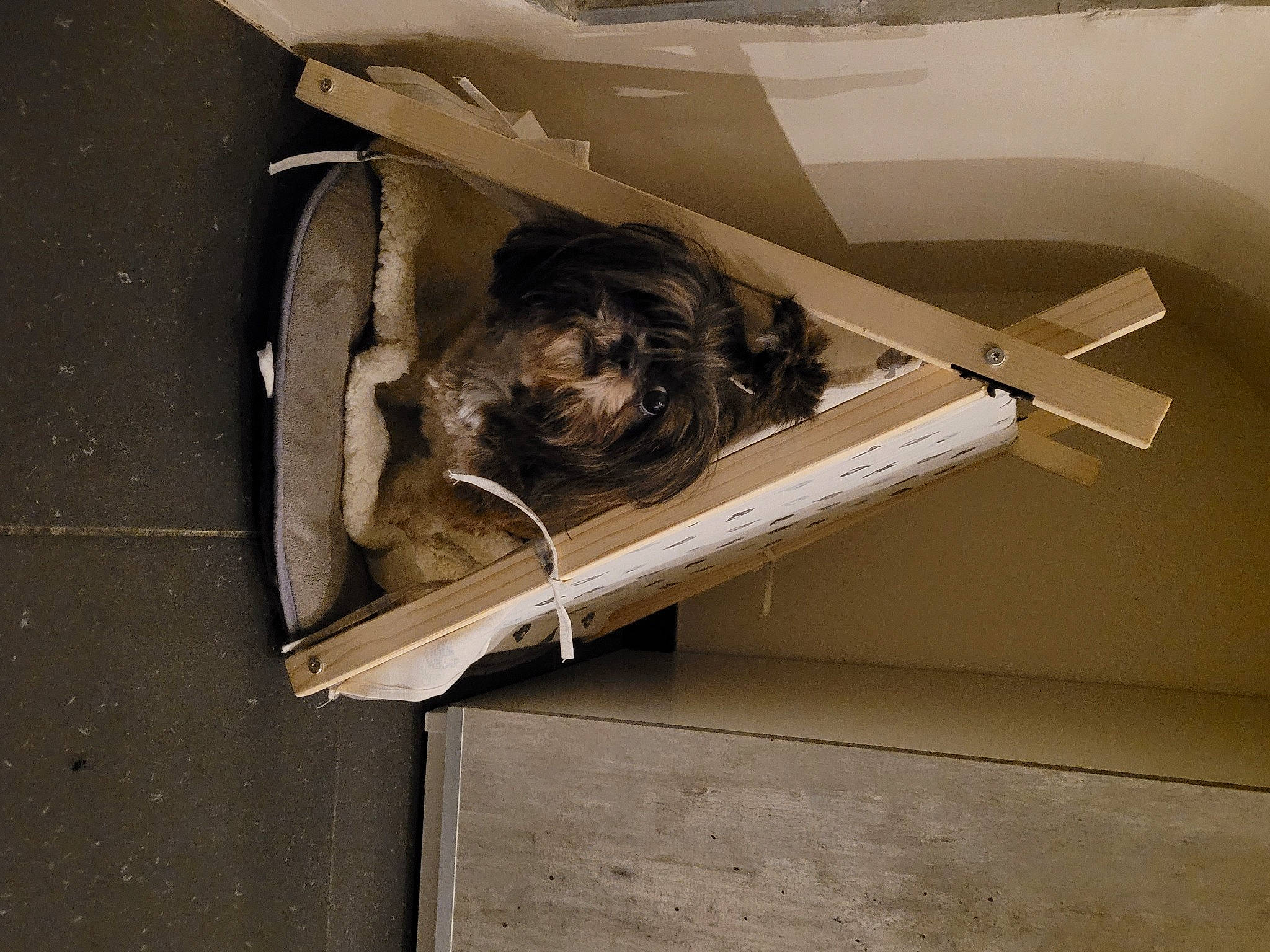 Whoopsie participe au concours pour gagner de l'argent avec cette photo : art, automotive_design, automotive_exterior, box, bumper, cardboard, carnivore, ceiling, felidae, metal, room, small_to_medium_sized_cats, stairs, still_life_photography, tints_and_shades, vehicle_door, visual_arts, wood