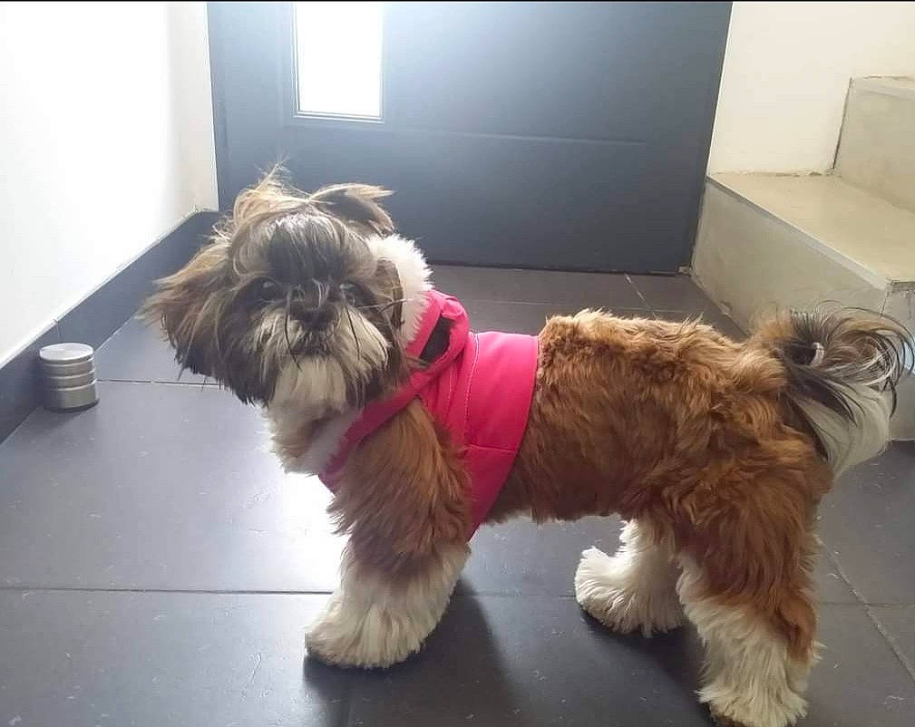 Whoopsie participe au concours pour gagner de l'argent avec cette photo : biewer_terrier, canidae, carnivore, collar, companion_dog, dog, dog_breed, dog_clothes, dog_collar, dog_supply, fur, maltepoo, mammal, non_sporting_group, small_terrier, snout, sporting_group, terrier, toy_dog, working_animal