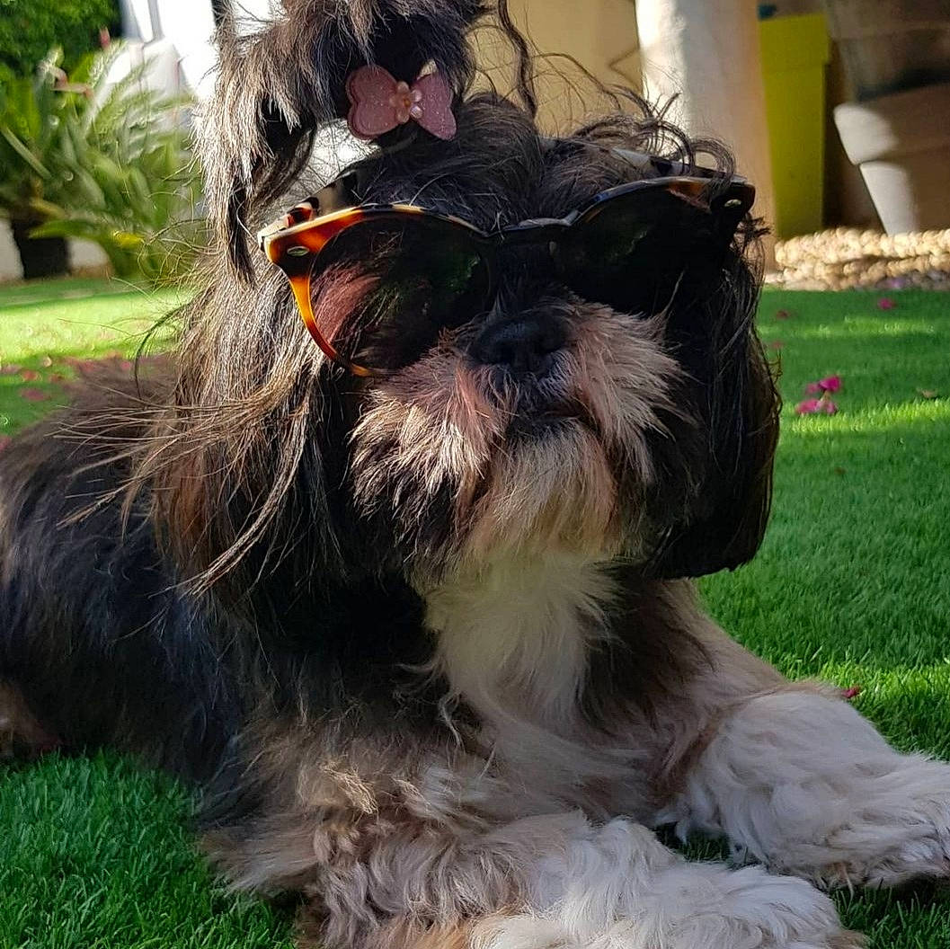 Whoopsie participe au concours pour gagner de l'argent avec cette photo : beard, carnivore, collar, companion_dog, dog, dog_breed, dog_collar, dog_supply, fur, grass, liver, plant, small_terrier, snout, standard_schnauzer, tail, terrier, toy_dog, water_dog, working_animal