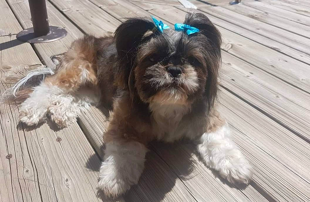 Whoopsie participe au concours pour gagner de l'argent avec cette photo : canidae, carnivore, companion_dog, dog, dog_breed, fawn, fur, hardwood, liver, shih_poo, shih_tzu, small_terrier, snout, sporting_group, tail, terrestrial_animal, terrier, toy_dog, wood, working_animal