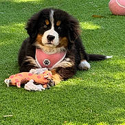 Dakota participe au concours pour gagner de l'argent avec cette photo : animal, bernese_mountain_dog, cute, dog, fluffy, grass, greenery, leisure, lying_down, nature, outdoor, pet, pink_harness, playful, puppy, summer, sunlight, tennis_ball, toy, young_dog