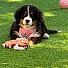 animal, bernese_mountain_dog, cute, dog, fluffy, grass, greenery, leisure, lying_down, nature, outdoor, pet, pink_harness, playful, puppy, summer, sunlight, tennis_ball, toy, young_dog