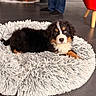 Dakota participe au concours pour gagner de l'argent avec cette photo : animal, bernese_mountain_dog, black, brown, curious, cute, dog, floor, fluffy, furniture, indoor, legs, modern, person, pet, puppy, red_chair, rug, shaggy_rug, white