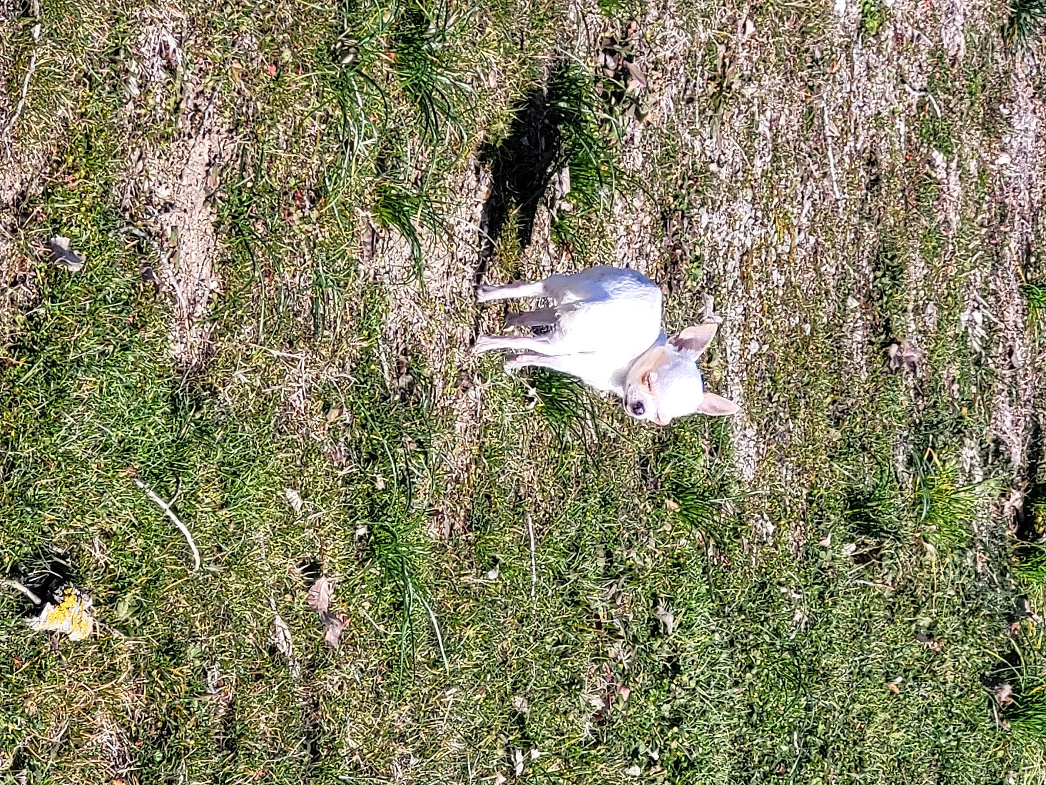 Dior a rejoint le concours — aidez-le/la à gagner de superbes lots ! beak, bird, feather, flower, flowering_plant, grass, grass_family, grassland, groundcover, herb, herbaceous_plant, perching_bird, plant, seabird, shrub, shrubland, subshrub, wildflower, wildlife, wing