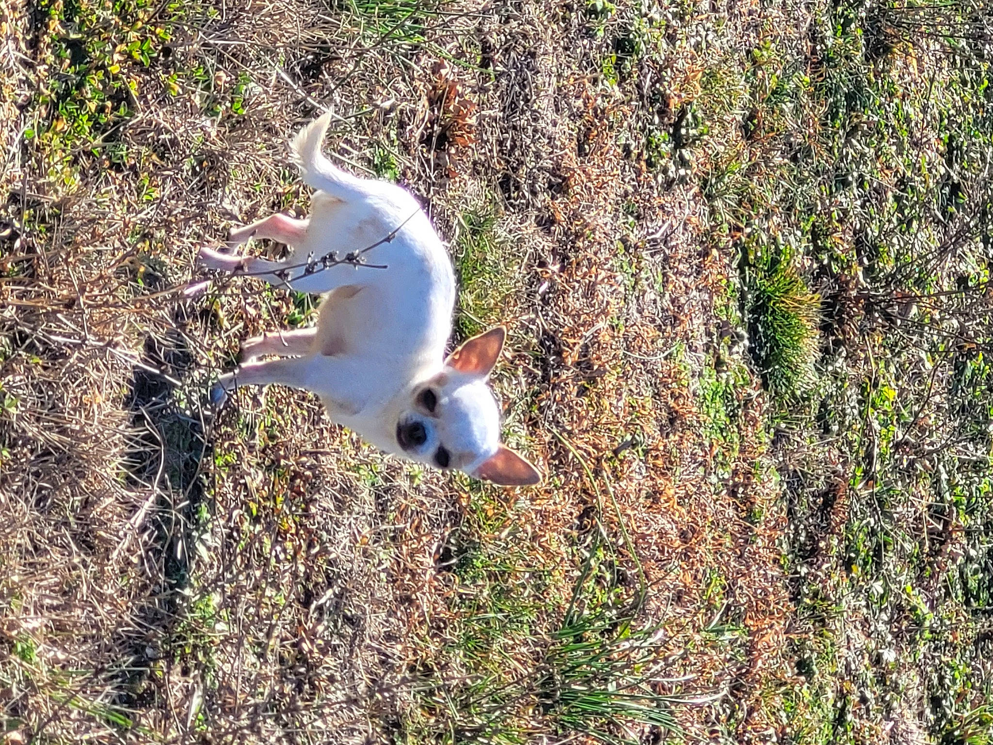 Dior participe au concours pour gagner de l'argent avec cette photo : beak, bird, canidae, carnivore, charadriiformes, cockatoo, companion_dog, dog_breed, fawn, grass, gull, lari, pasture, plant, seabird, soil, sporting_group, tail, terrestrial_animal, water_bird