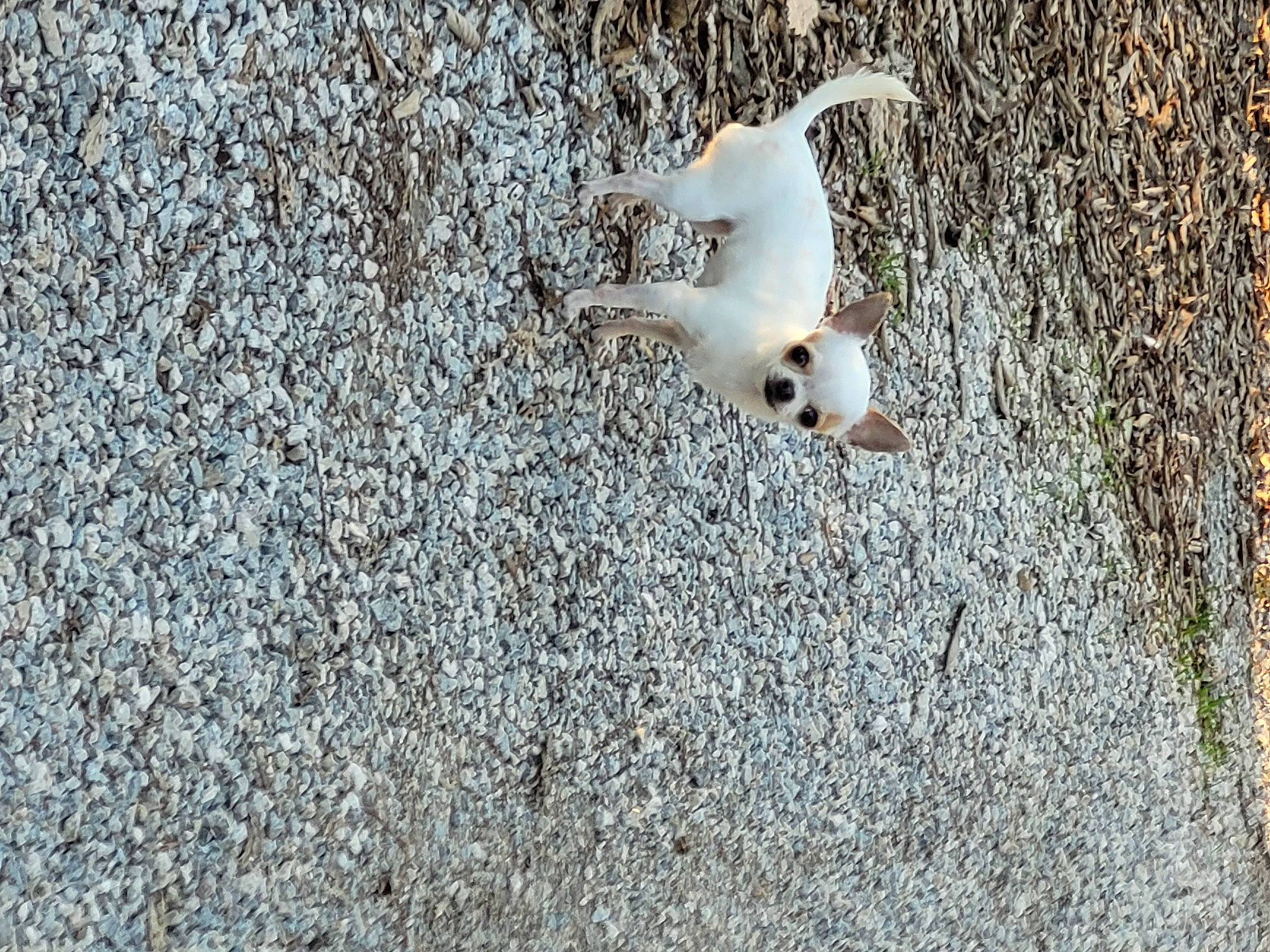 Dior a rejoint le concours — aidez-le/la à gagner de superbes lots ! asphalt, beak, bird, carnivore, charadriiformes, fur, grass, gull, lari, sand, seabird, snowy_owl, soil, tail, terrestrial_animal, twig, water_bird, wildlife, winter, wood