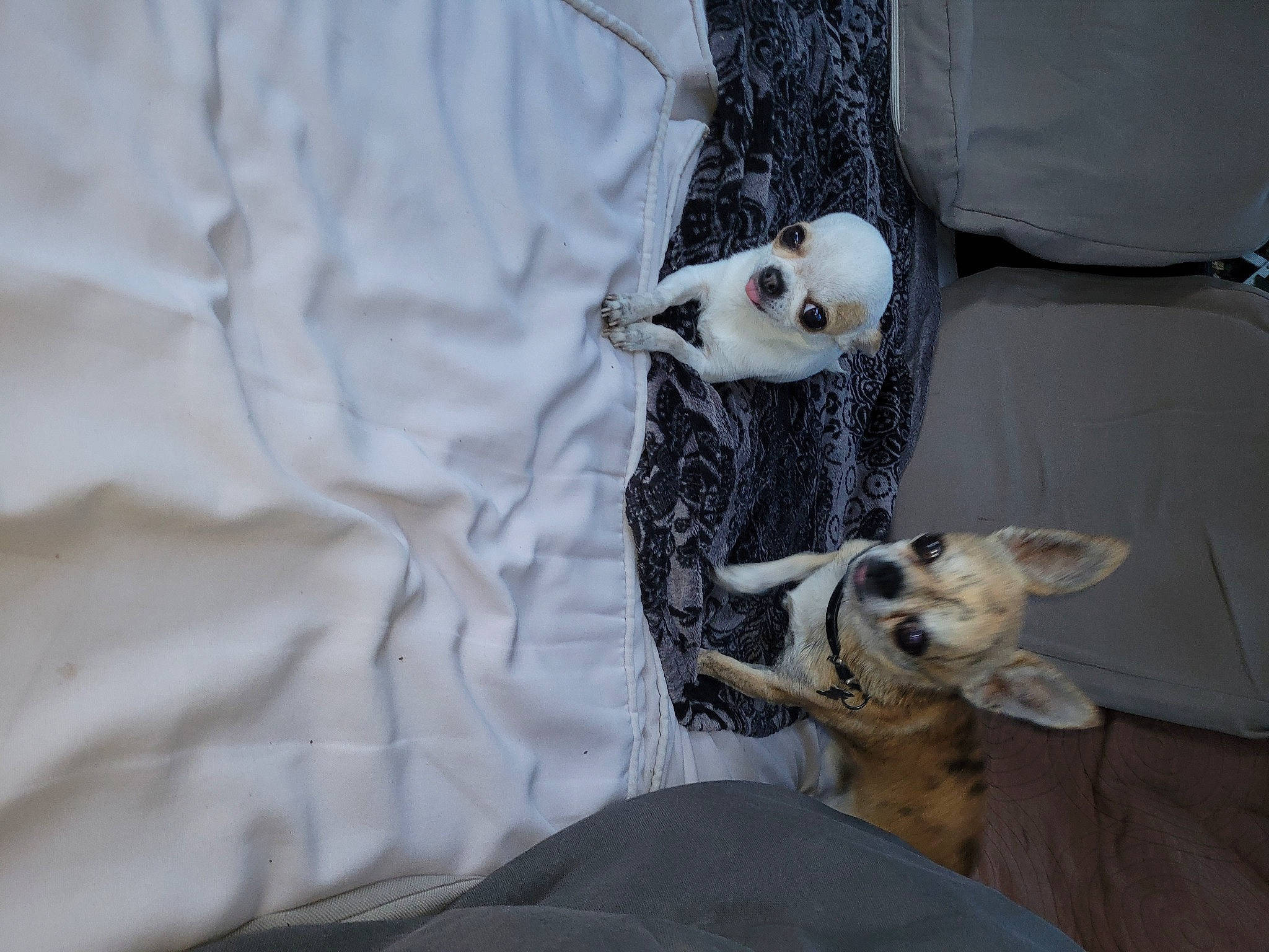 Pilou participe au concours pour gagner de l'argent avec cette photo : carnivore, collar, comfort, companion_dog, couch, dog, dog_breed, dog_supply, felidae, fur, grey, linens, paw, sleeve, small_to_medium_sized_cats, tail, terrestrial_animal, toy_dog, whiskers, winter