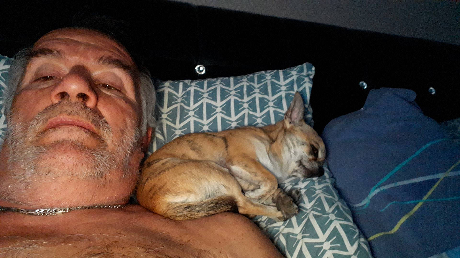Pilou participe au concours pour gagner de l'argent avec cette photo : barechested, beard, bedding, canidae, carnivore, chest, comfort, companion_dog, couch, dog, dog_breed, fawn, felidae, fur, linens, room, sporting_group, trunk, whiskers, wrinkle