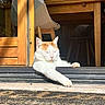 cat, white_cat, orange_cat, sunlight, doorway, wooden_door, chair, table, indoor, relaxed, pet, animal, paw, sunbeam, resting, feline, domestic_cat, closeup, home, cozy