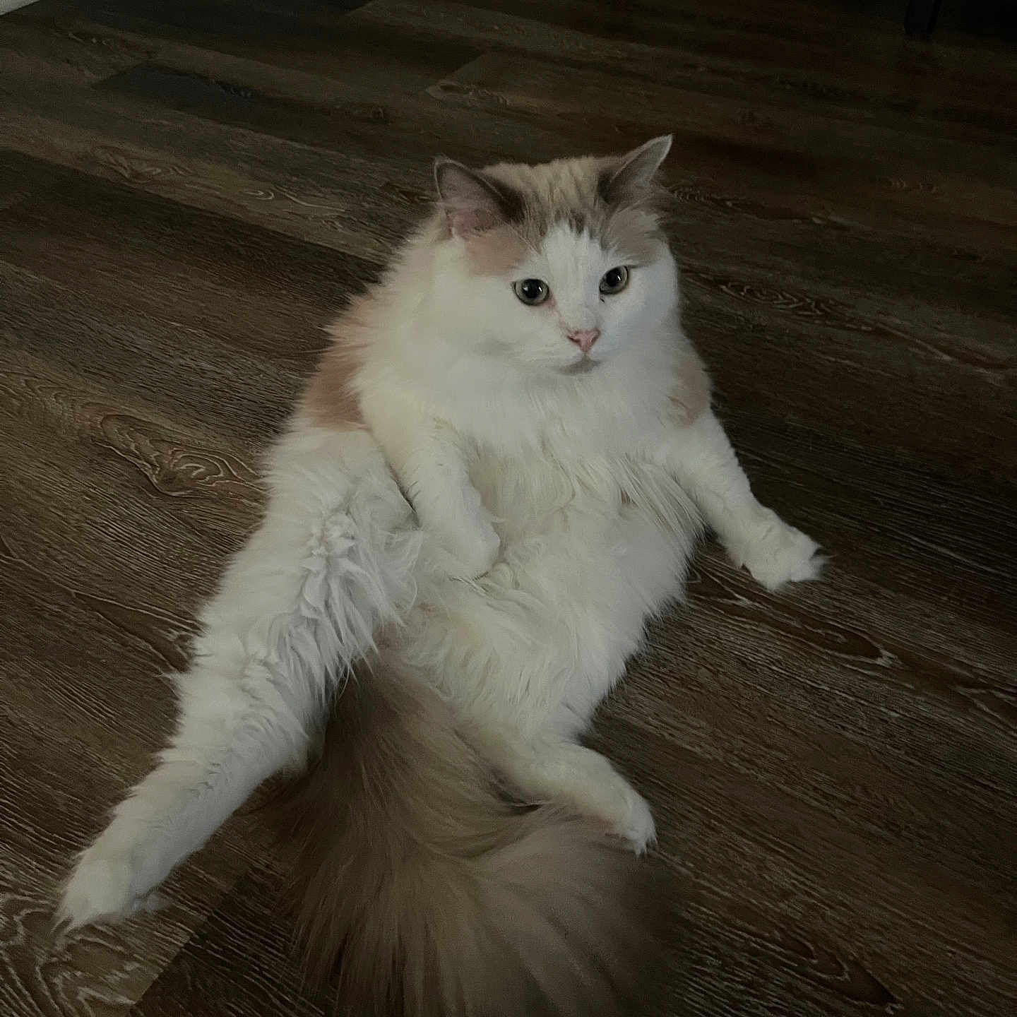 Prince is registered to the contest to win money with this photo: abyssinian, angora, animal, cat, hardwood, indoors, interiordesign, kitten, manx, pet, plywood, siamese, stainedwood, wood