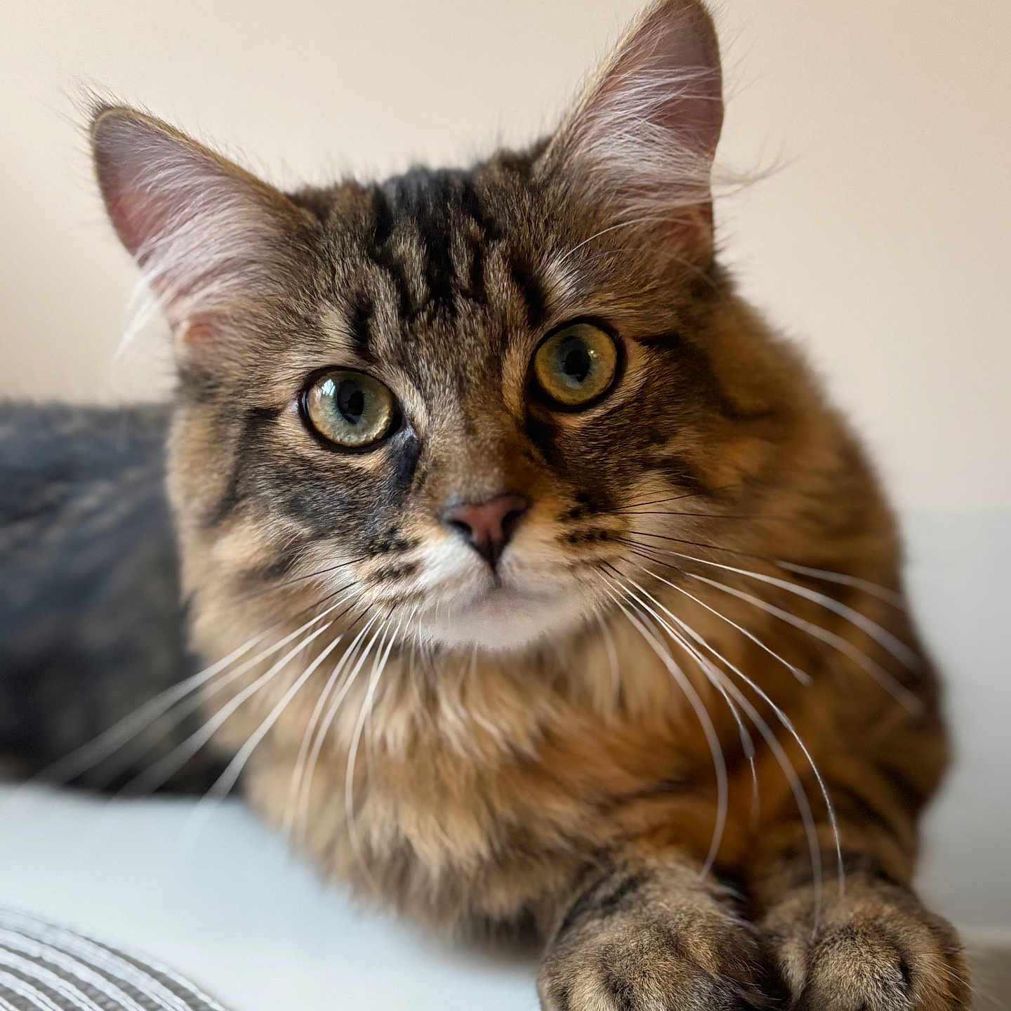 Valky a rejoint le concours — aidez-le/la à gagner de superbes lots ! abyssinian, animal, cat, claw, electronics, hardware, hardwood, hook, kitten, manx, pet, wood