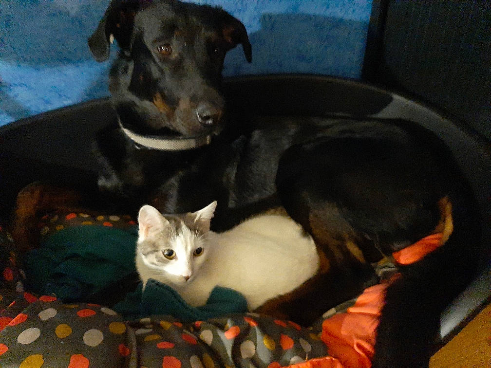 Optimus participe au concours pour gagner de l'argent avec cette photo : canidae, carnivore, cat, dog, dog_breed, felidae, kitten, mammal, small_to_medium_sized_cats, sporting_group, whiskers