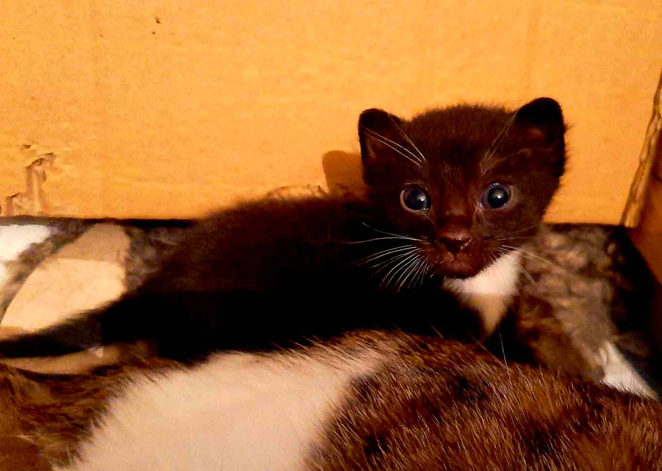 Vidocq participe au concours pour gagner de l'argent avec cette photo : american_curl, american_wirehair, asian, carnivore, cat, domestic_short_haired_cat, european_shorthair, eye, felidae, fur, german_rex, kitten, mammal, nose, ojos_azules, polydactyl_cat, small_to_medium_sized_cats, snout, vertebrate, whiskers