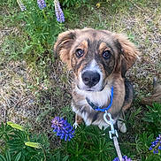 Mauhi is registered to the contest to win money with this photo: dog, puppy, leash, outdoor, greenery, flowers, purple_flowers, grass, nature, pet, canine, fur, ears, eyes, collar, snout, tail, sitting, curious, animal