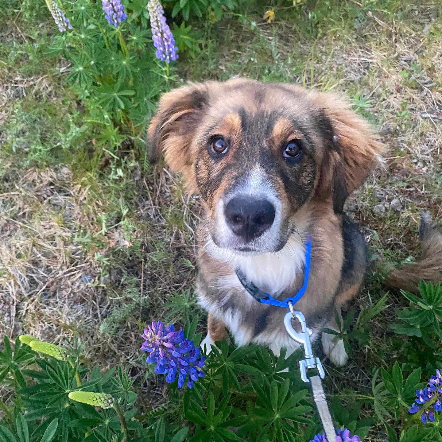 Mauhi is registered to the contest to win money with this photo: animal, canine, collar, curious, dog, ears, eyes, flowers, fur, grass, greenery, leash, nature, outdoor, pet, puppy, purple_flowers, sitting, snout, tail