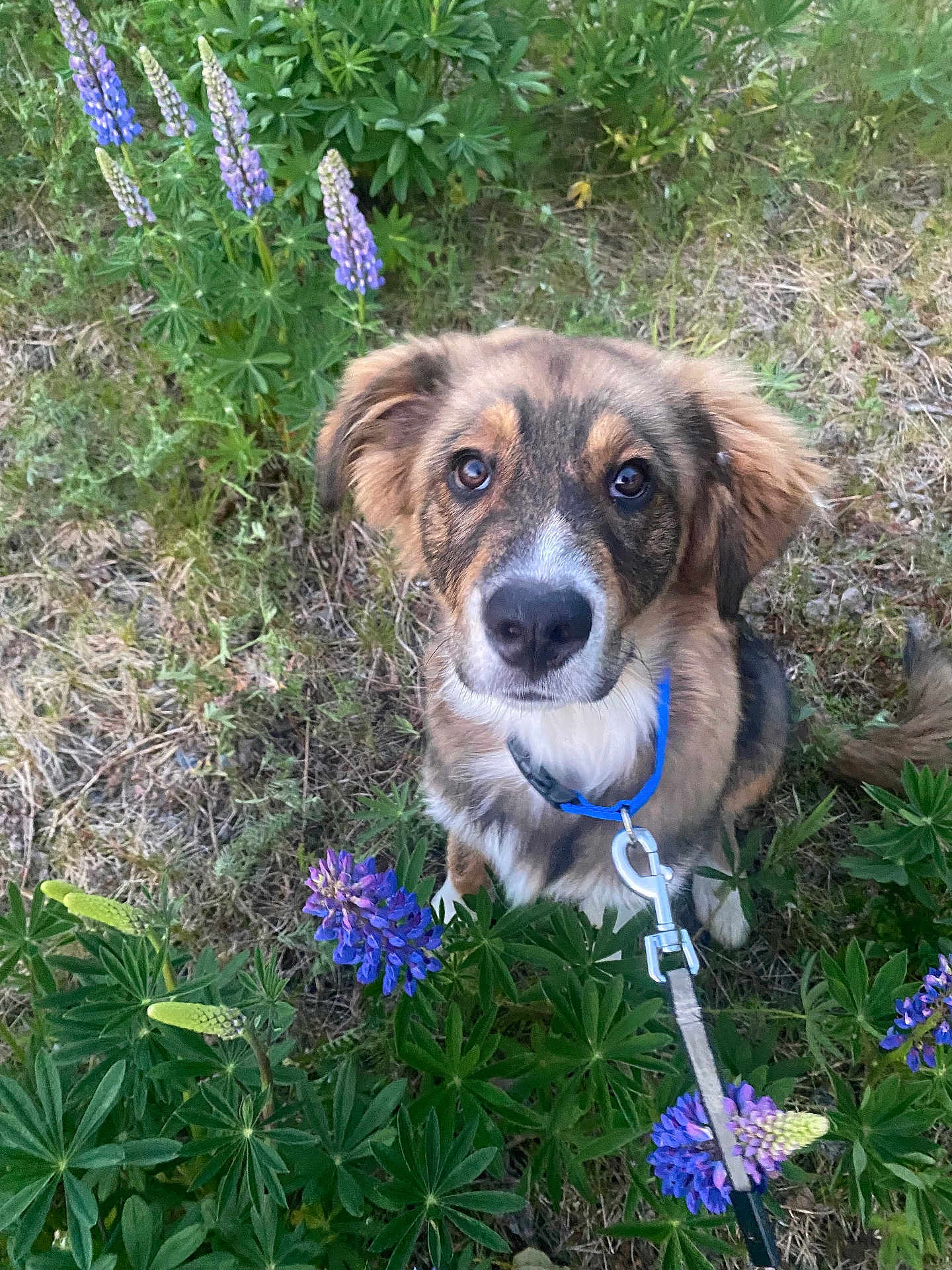 Mauhi is registered to the contest to win money with this photo: dog, puppy, leash, outdoor, greenery, flowers, purple_flowers, grass, nature, pet, canine, fur, ears, eyes, collar, snout, tail, sitting, curious, animal