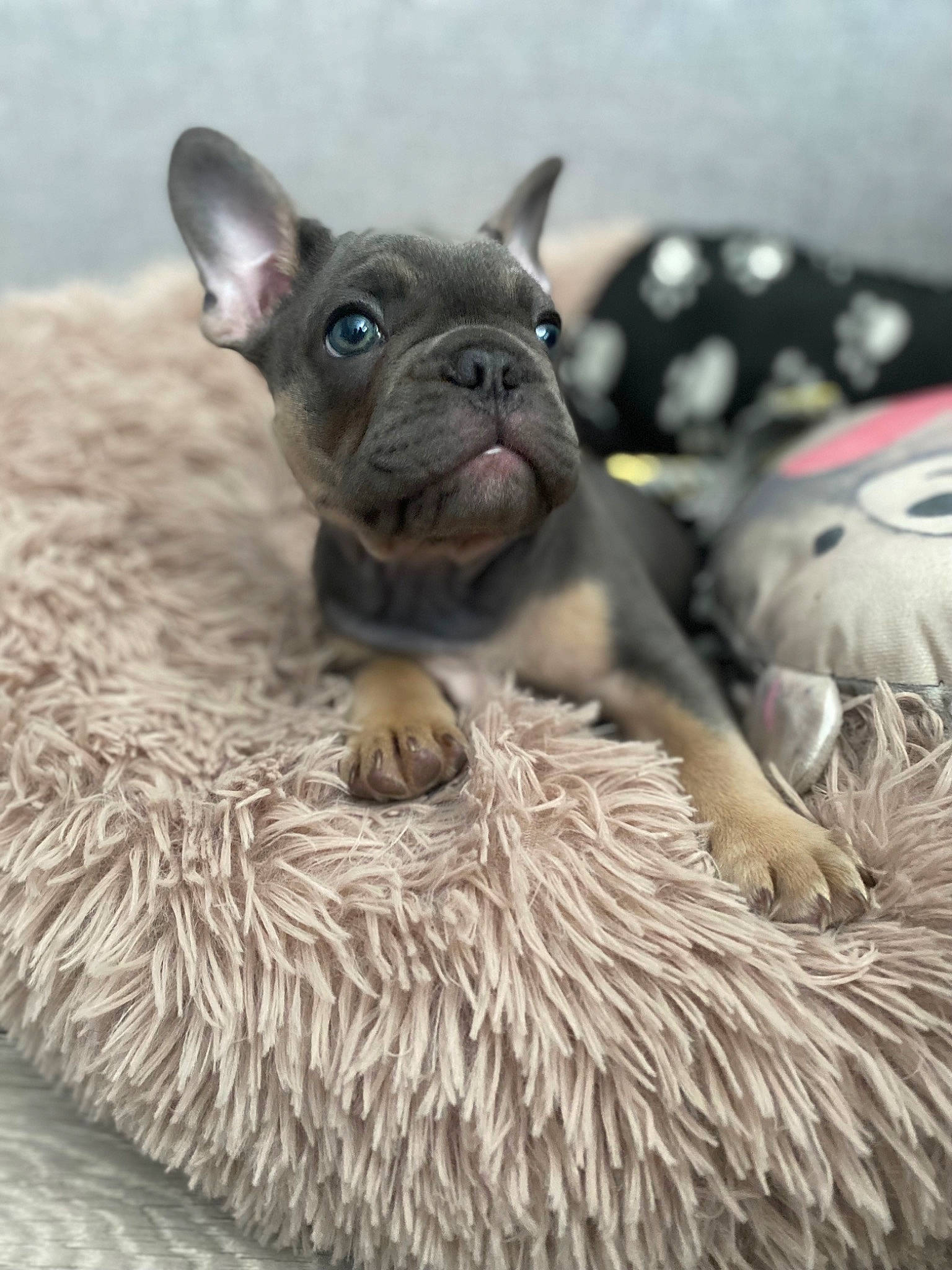 Teddy joined the competition — help win amazing prizes! bulldog, canidae, carnivore, companion_dog, dog, dog_breed, ear, fawn, fur, grass, mammal, natural_material, snout, sporting_group, terrestrial_animal, toy_dog, vertebrate, whiskers, working_animal, wrinkle