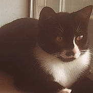 Dexter joined the competition — help win amazing prizes! cat, tuxedo_cat, pet, animal, feline, black_and_white, whiskers, eyes, nose, fur, portrait, sitting, window, windowsill, indoor, home, sunlight, shadows, close_up, cute
