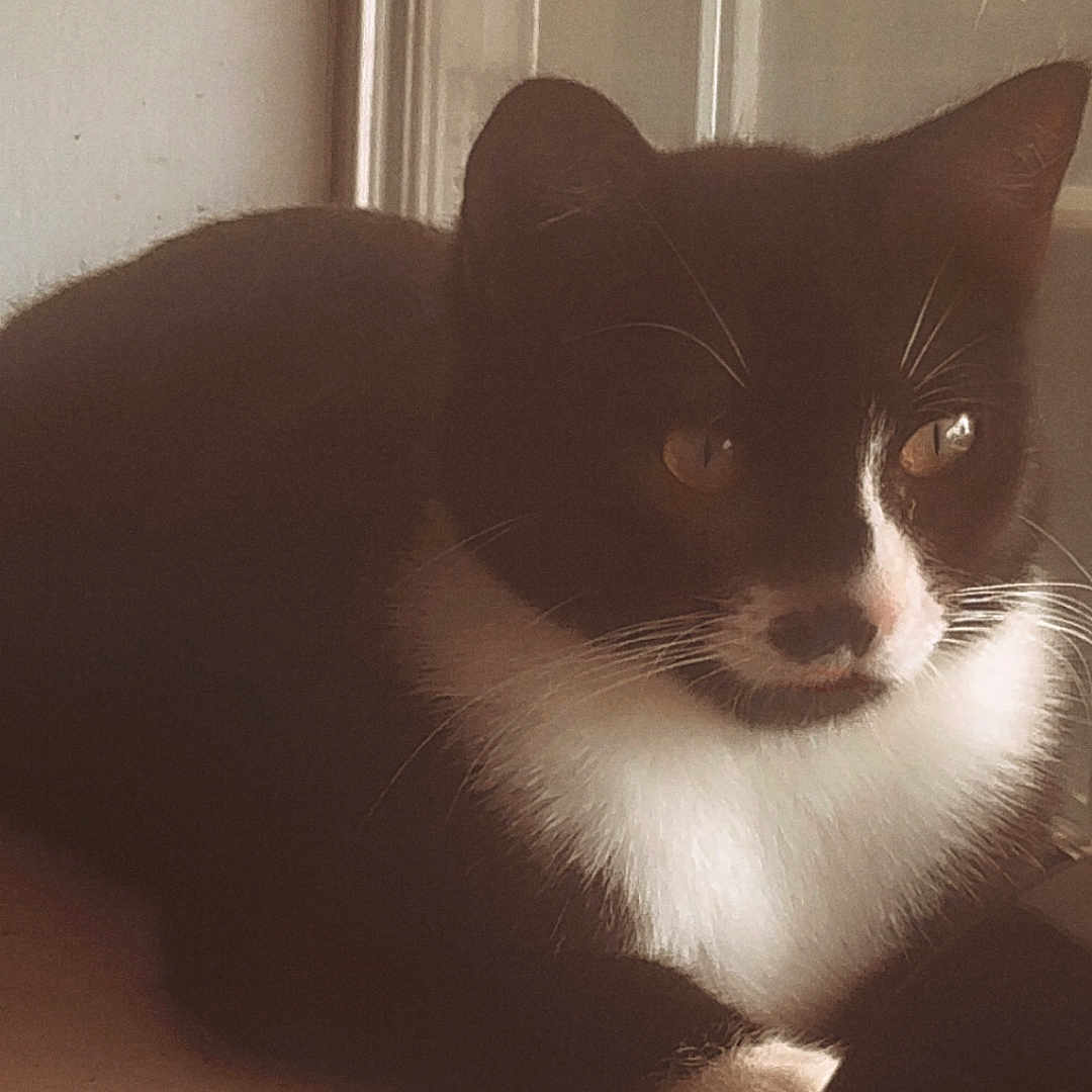 Dexter joined the competition — help win amazing prizes! cat, tuxedo_cat, pet, animal, feline, black_and_white, whiskers, eyes, nose, fur, portrait, sitting, window, windowsill, indoor, home, sunlight, shadows, close_up, cute